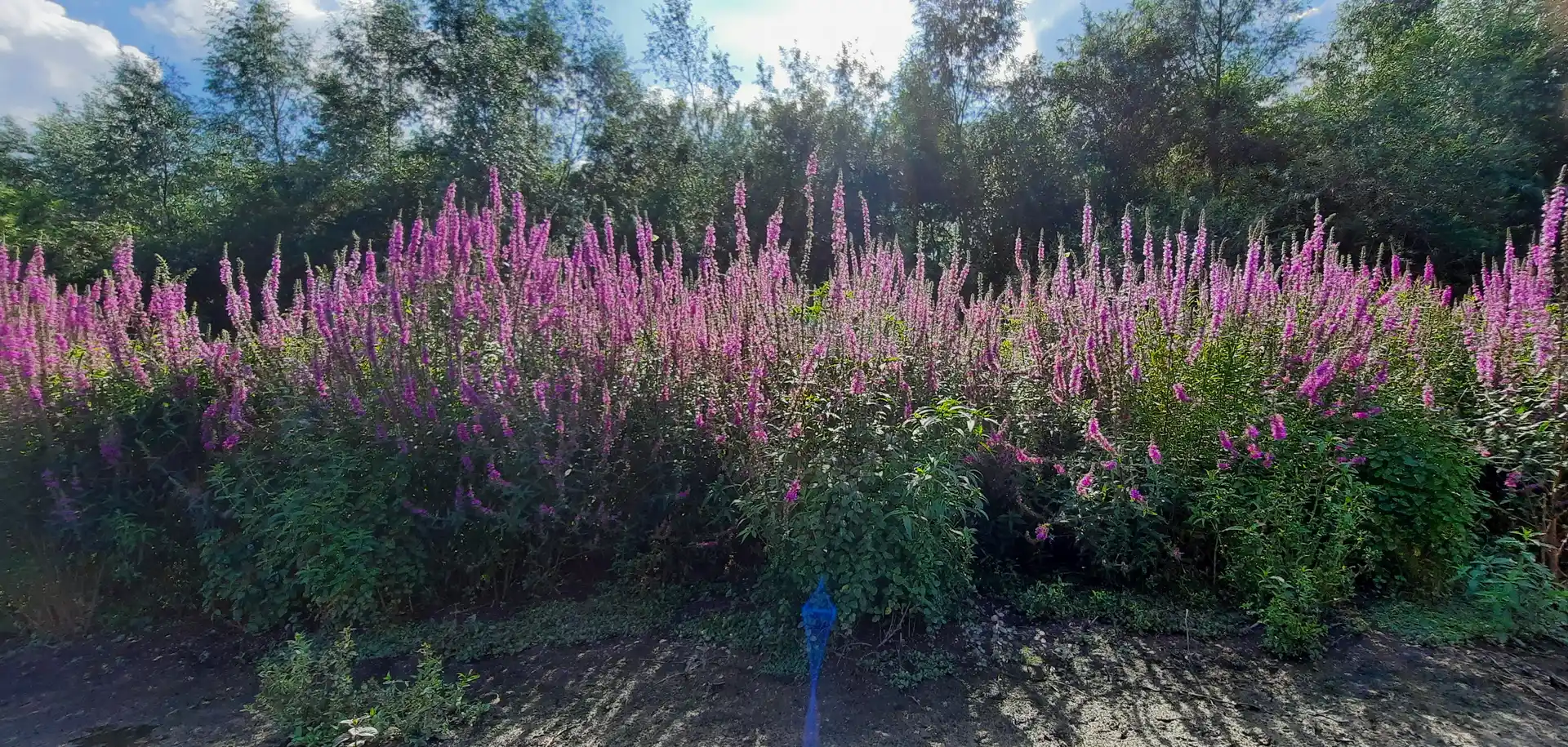 Veld met paarse kattenstaarten