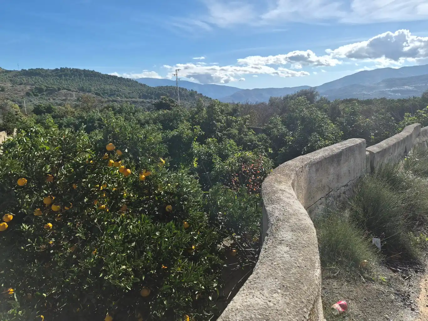 Sinaasappelboomgaard met uitzicht op de Sierra Nevada