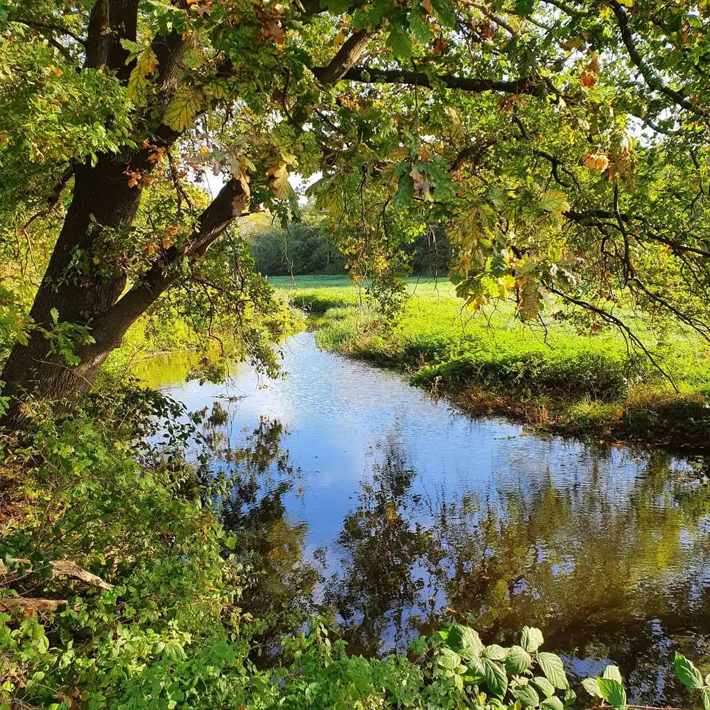 Oude eik weerspiegeld in het water